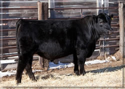 lot 1