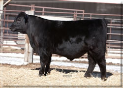 Lot 105