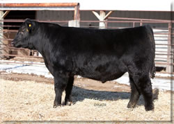Lot 11