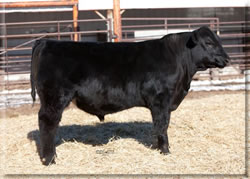 Lot 127