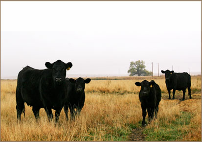 Ken Haas Angus