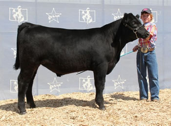 Wyoming Junior Angus Assn. Champion Bull