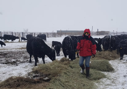 Angus Bull Sale